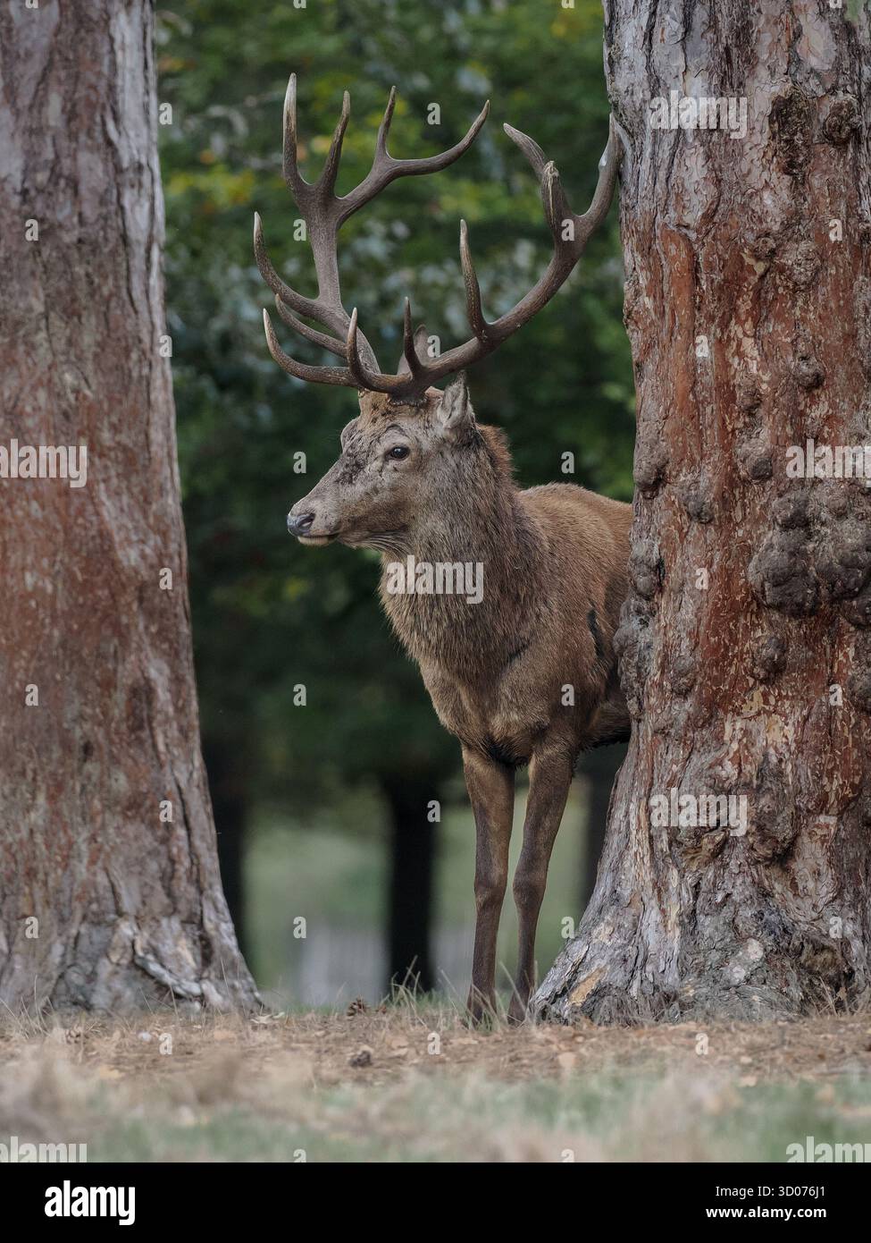 Red Stag al Bushy Park di Londra in autunno Foto Stock