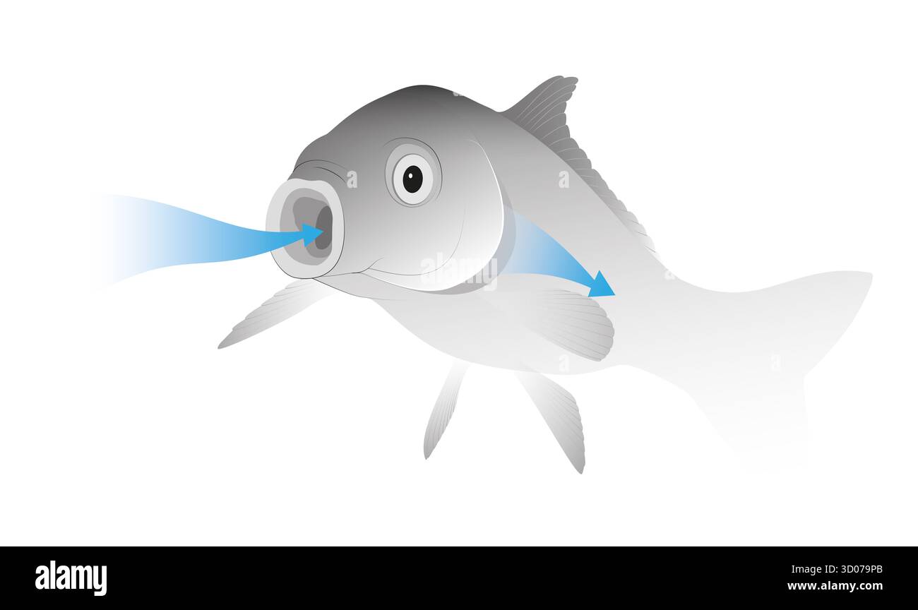 Processo di respirazione nei pesci Foto Stock