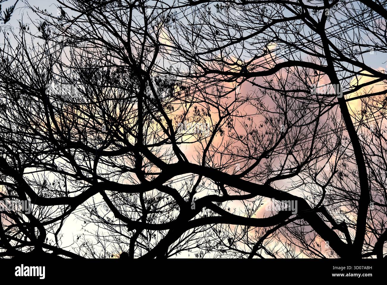 Silhouette Tree si dirama contro il cielo color pastello Sunset. Foto Stock