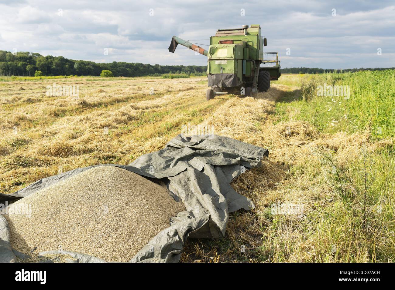 Raccolto. Mietitrebbia per la mietitura di grano maturo. Agricoltura, grano già scaricato sul terreno. Problemi con mancanza di grano, carestia Foto Stock