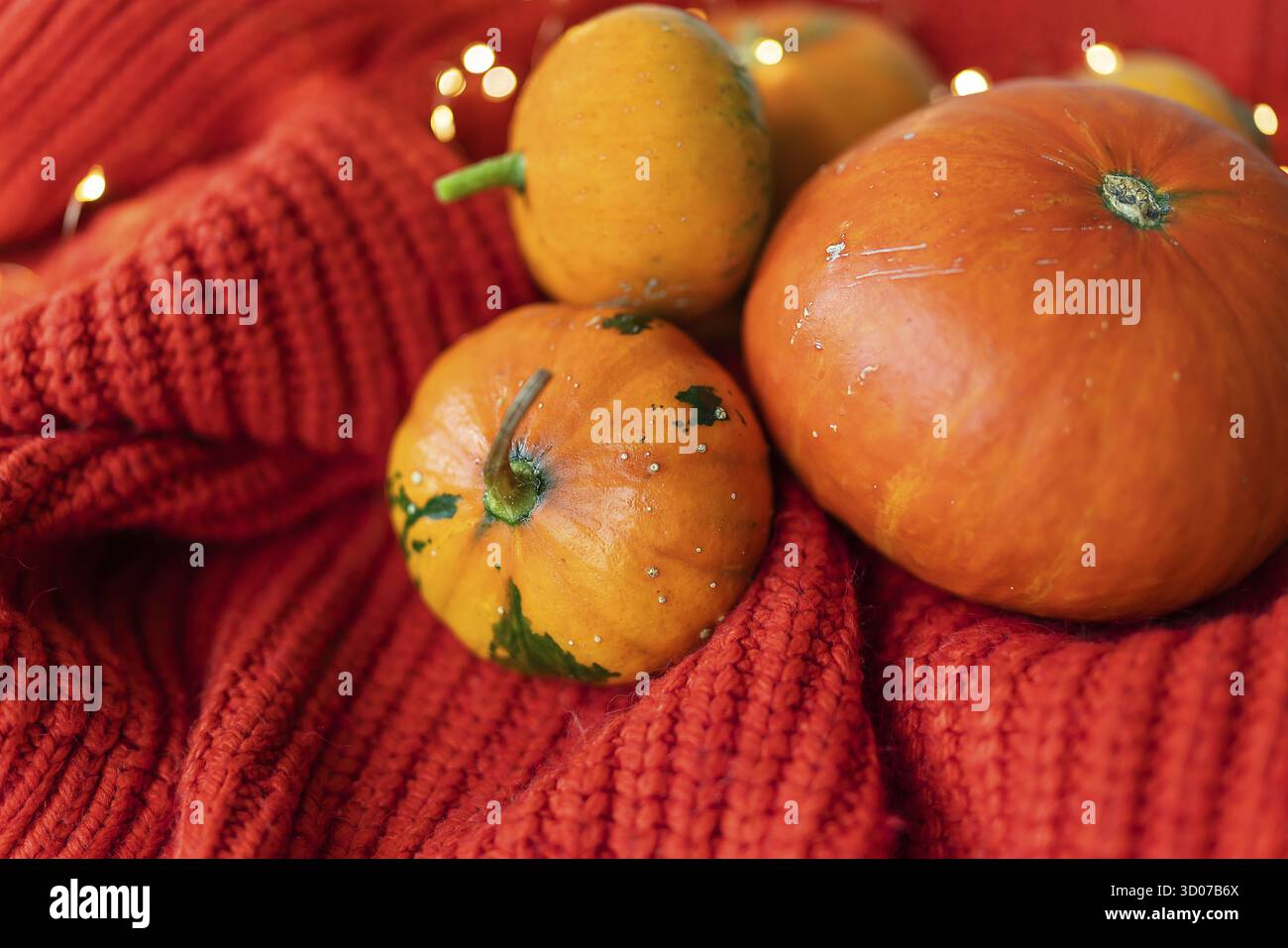Diverse zucche arancio brillante su sfondo rosso giacciono su un tessuto lavorato a maglia sullo sfondo delle luci Foto Stock