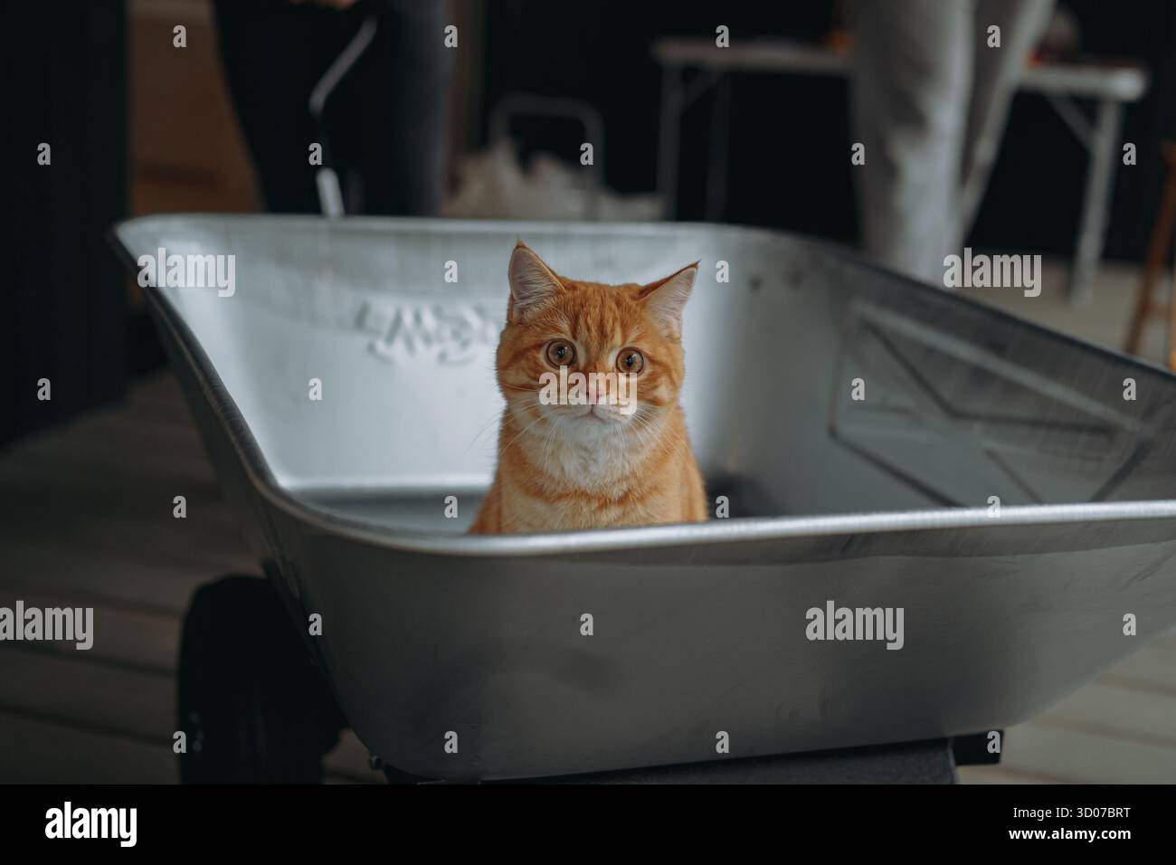 Adorabile gatto di zenzero seduto in una scatola di cartone sul terreno di una casa di campagna Foto Stock