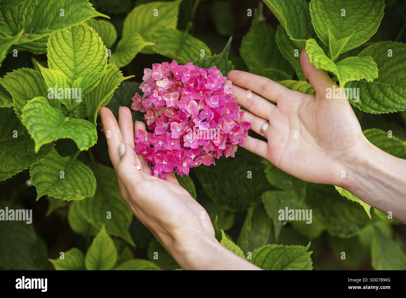 La ragazza tiene le mani vicino ad un grande e denso hydrangea fiore di colore rosa brillante. Primo piano Foto Stock
