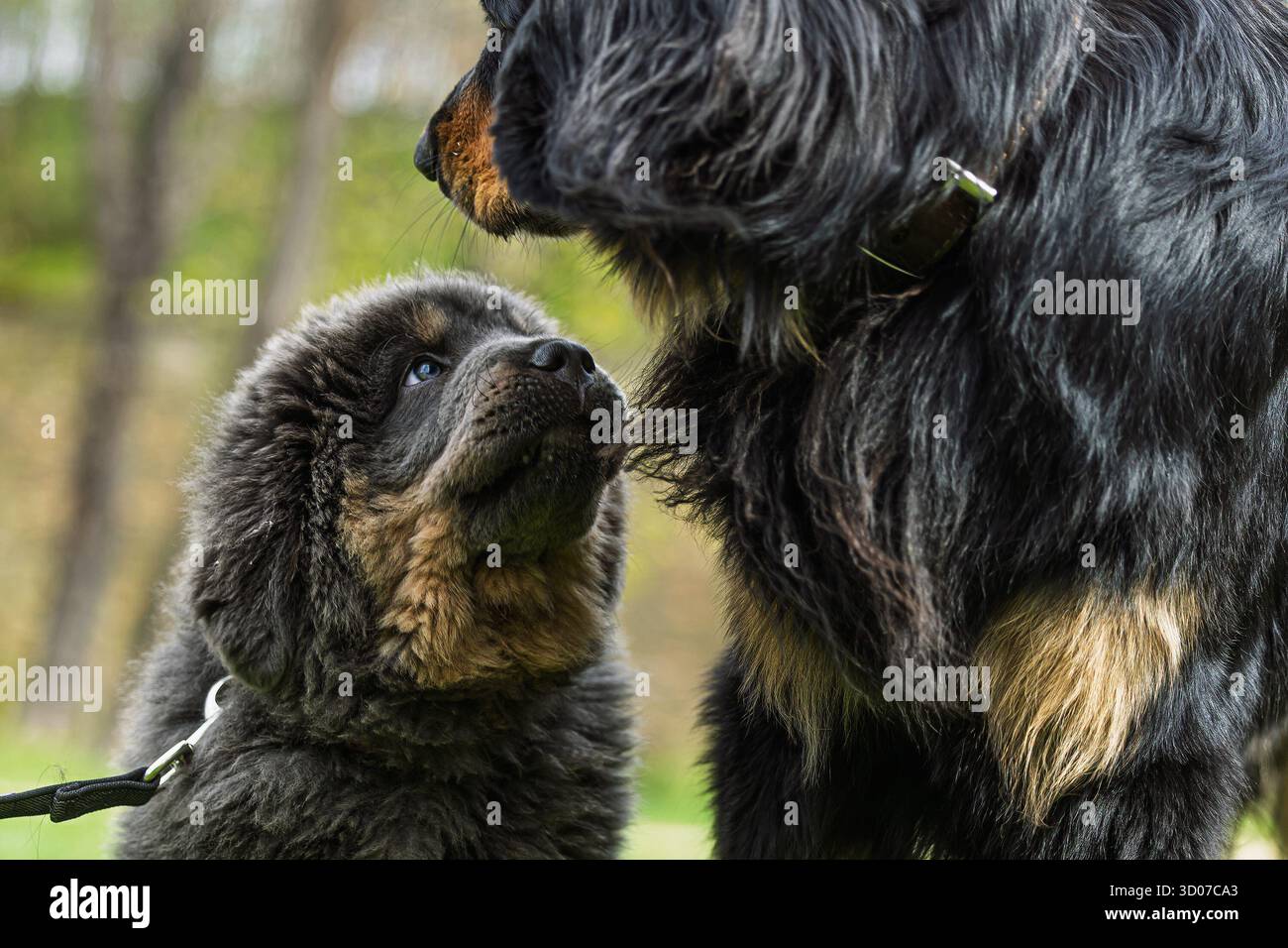 Cucciolo femminile Mastino tibetano e cucciolo tibetano Mastiff Foto Stock