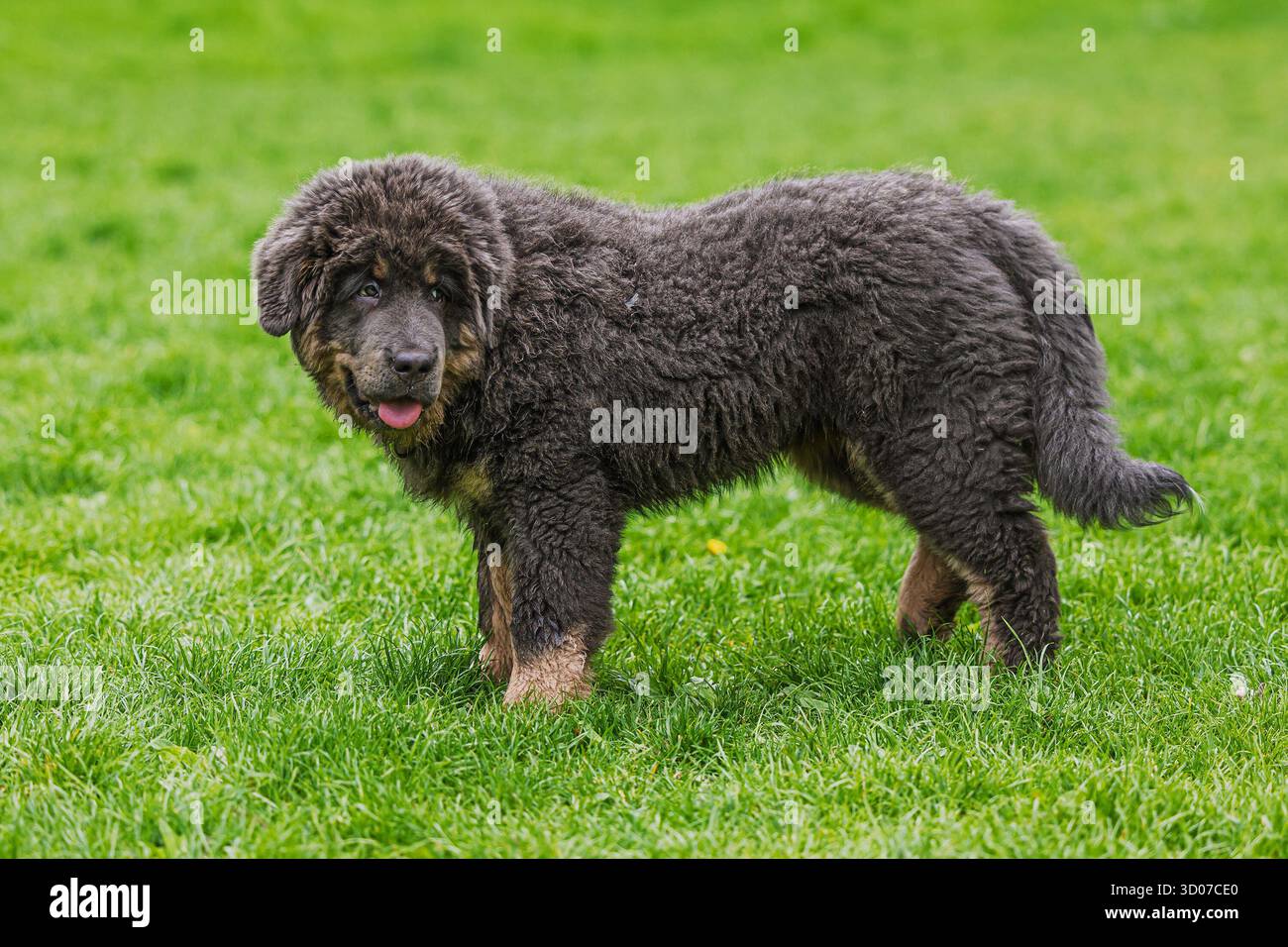 Cucciolo femmina Mastiff tibetano sull'erba Foto Stock
