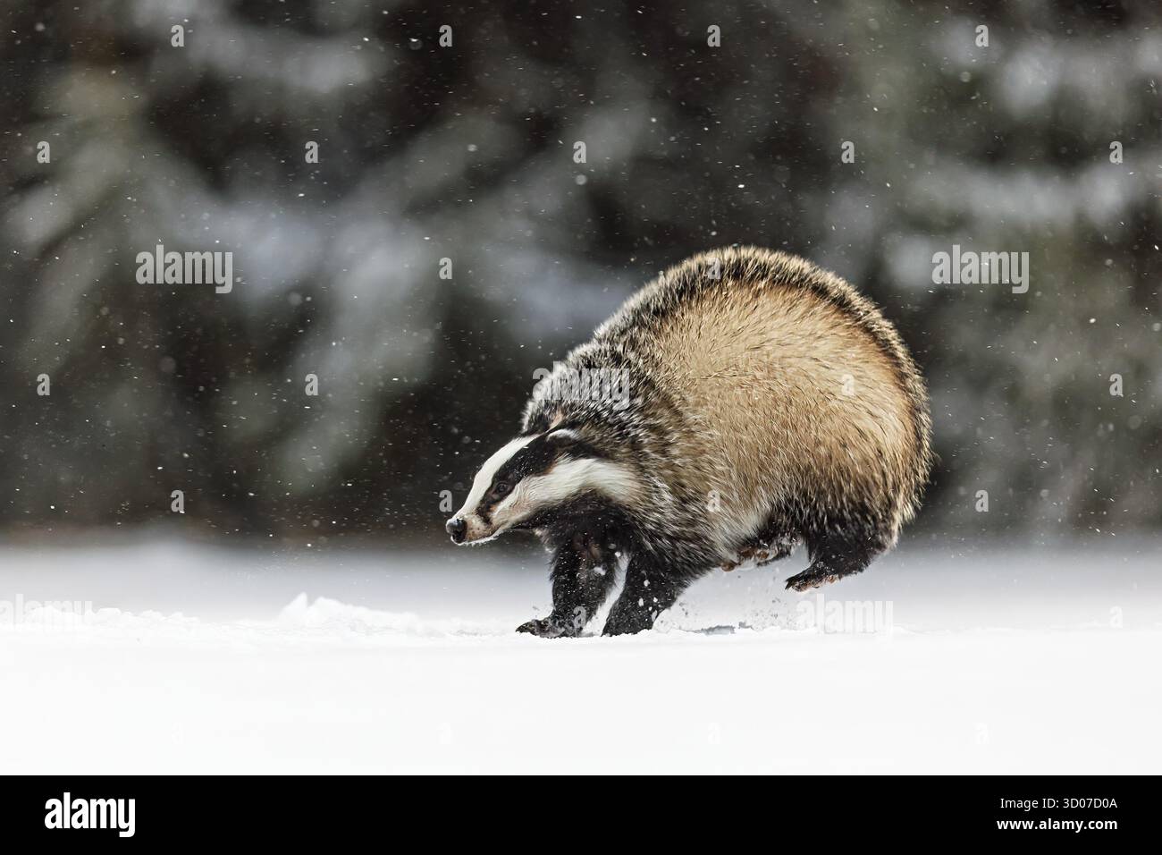 Vecchio tasso europeo (Meles meles) che inganna nella neve Foto Stock