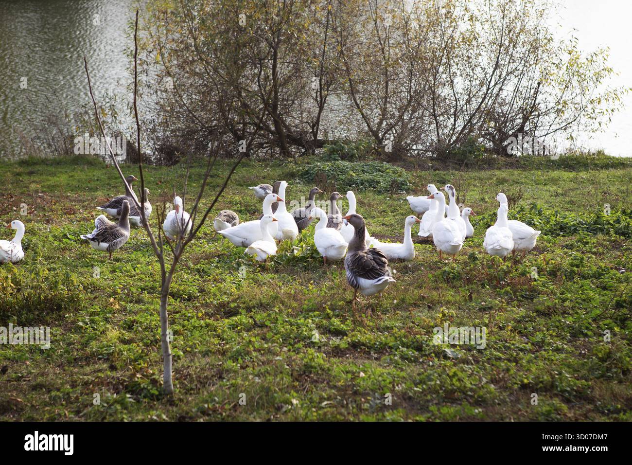 Oche bianche e grigie si affollano vicino all'acqua. Agricoltura, agricoltura Foto Stock
