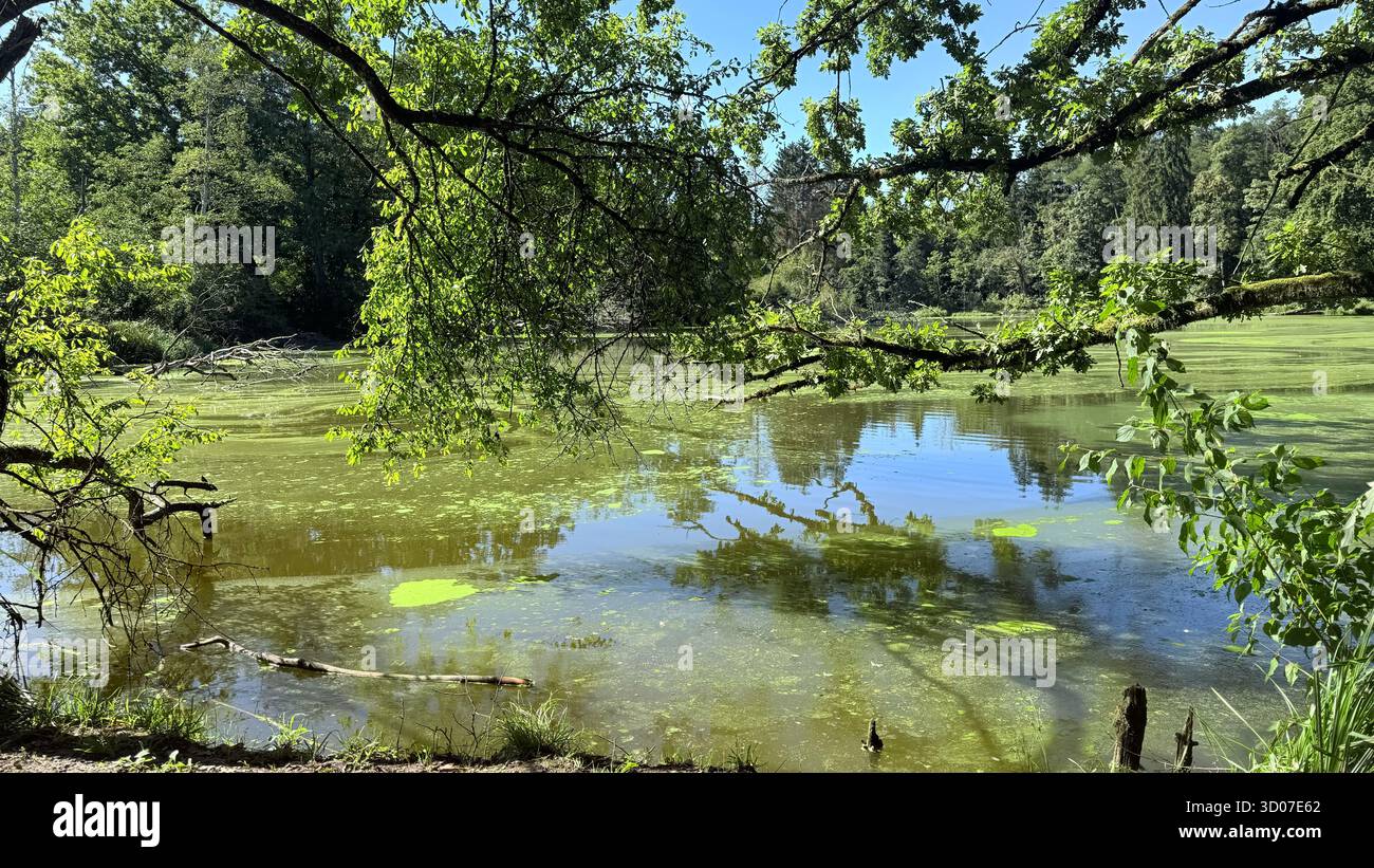 Bellissimo lago estivo in una foresta verde e soleggiata. Acque calme che riflettono gli alberi. Ambiente naturale tranquillo, relax e tranquilla atmosfera estiva - Immagine stock catturata con smartphone