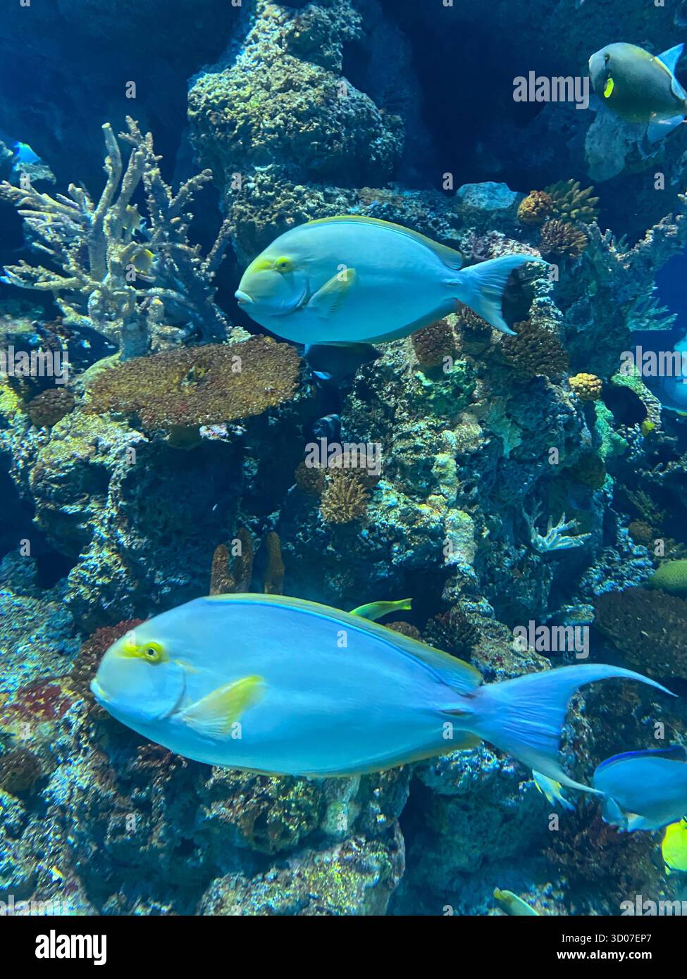 Due splendidi pesci tropicali blu e gialli nuotano vicino ai coralli Foto Stock