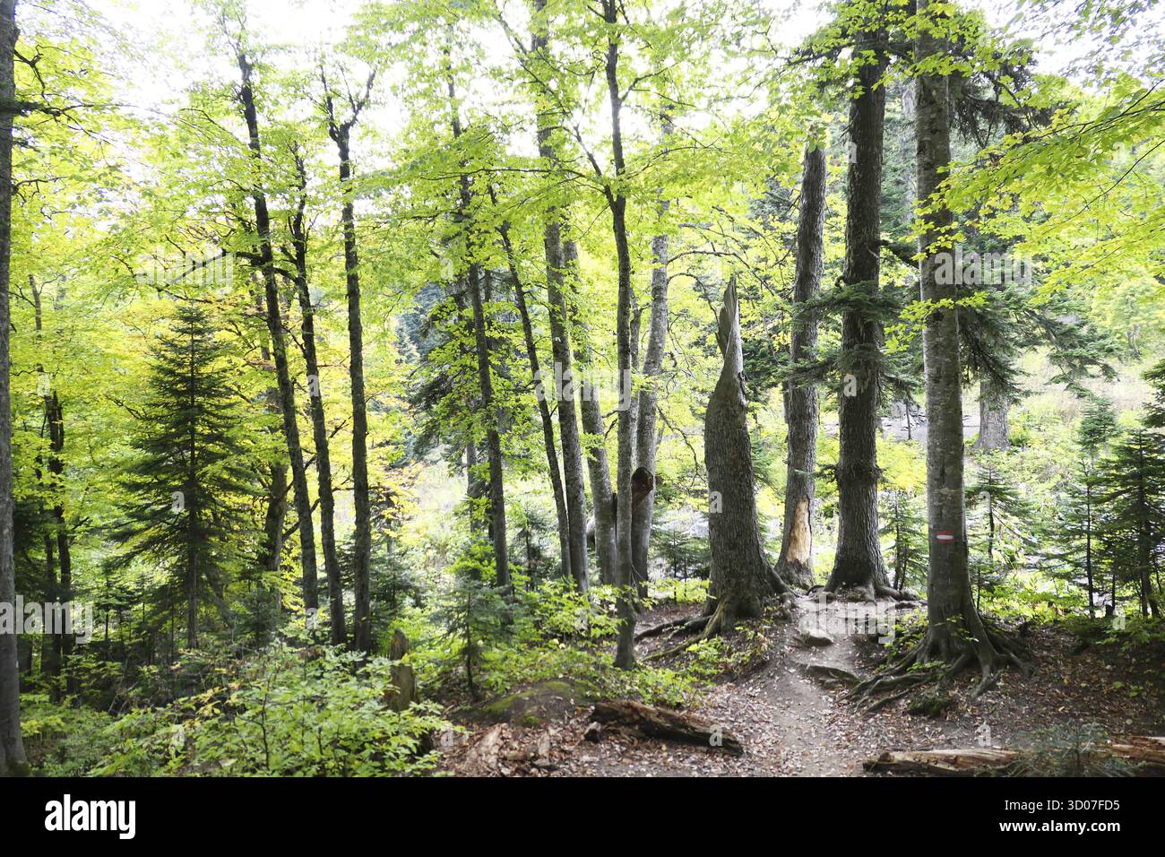 Estate di foreste di montagna Foto Stock