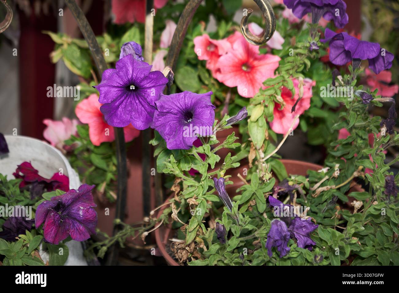 Vivaci petunie viola e rosa nel giardino in vaso Foto Stock