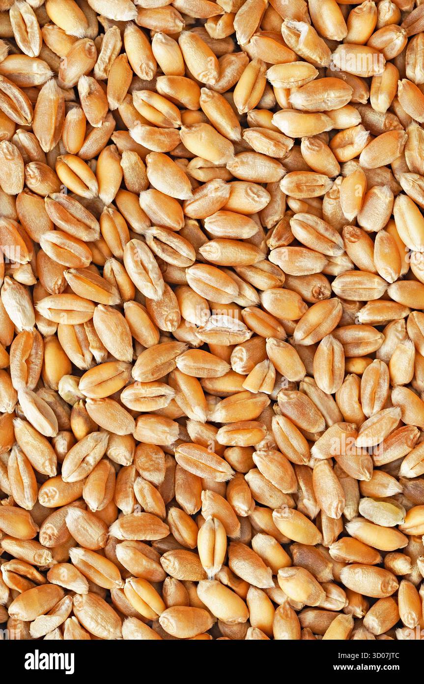 Chicchi di grano vicino fino Foto Stock