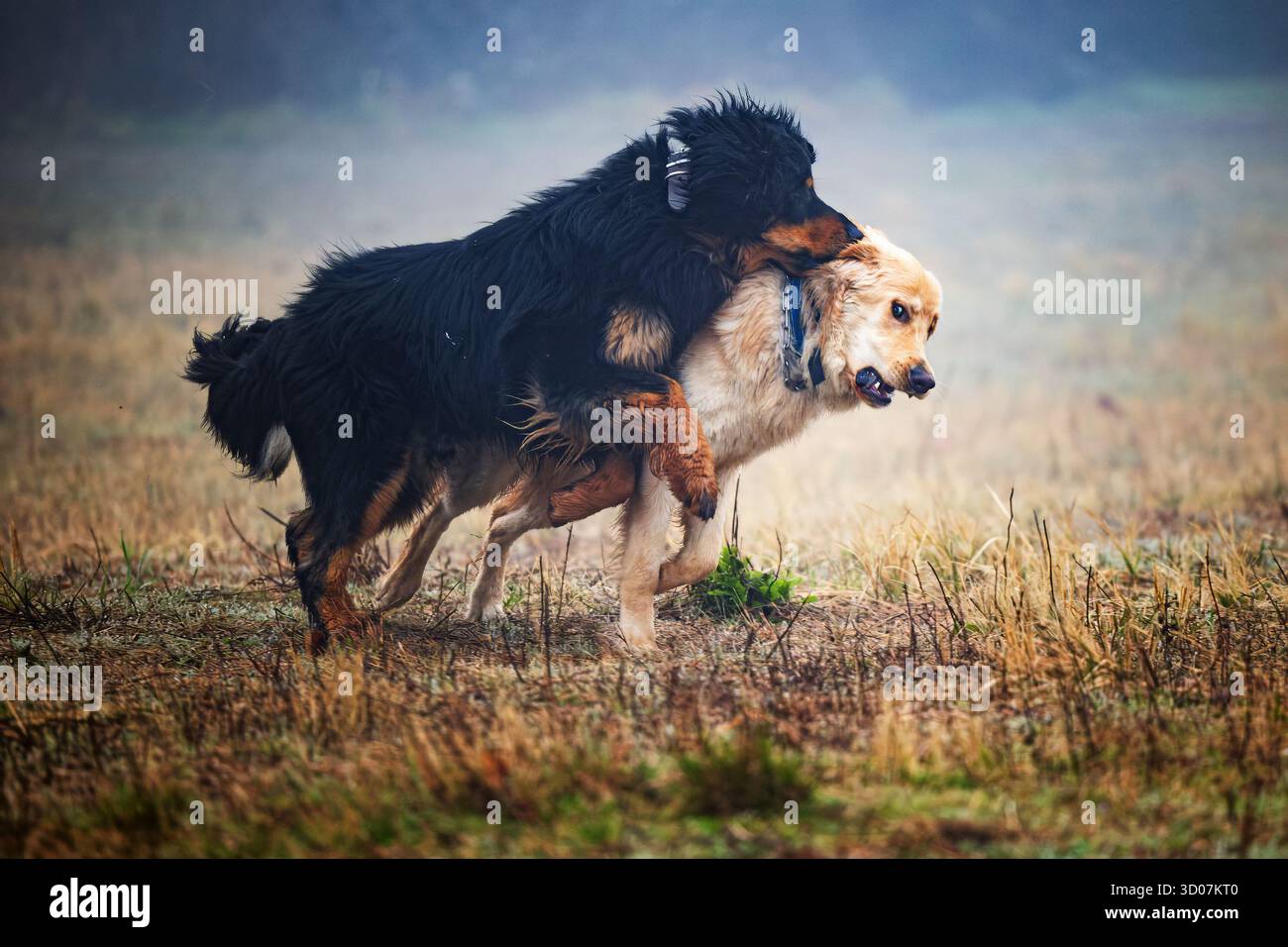 Il cane Hovie maschio nero e oro gli morde la gola Foto Stock