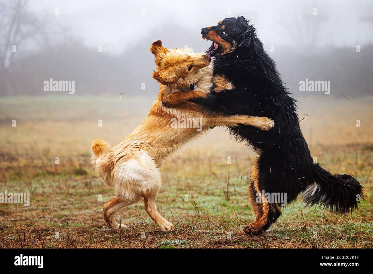 Maschio cane Hovie nero e oro sono nel gioco morso Foto Stock