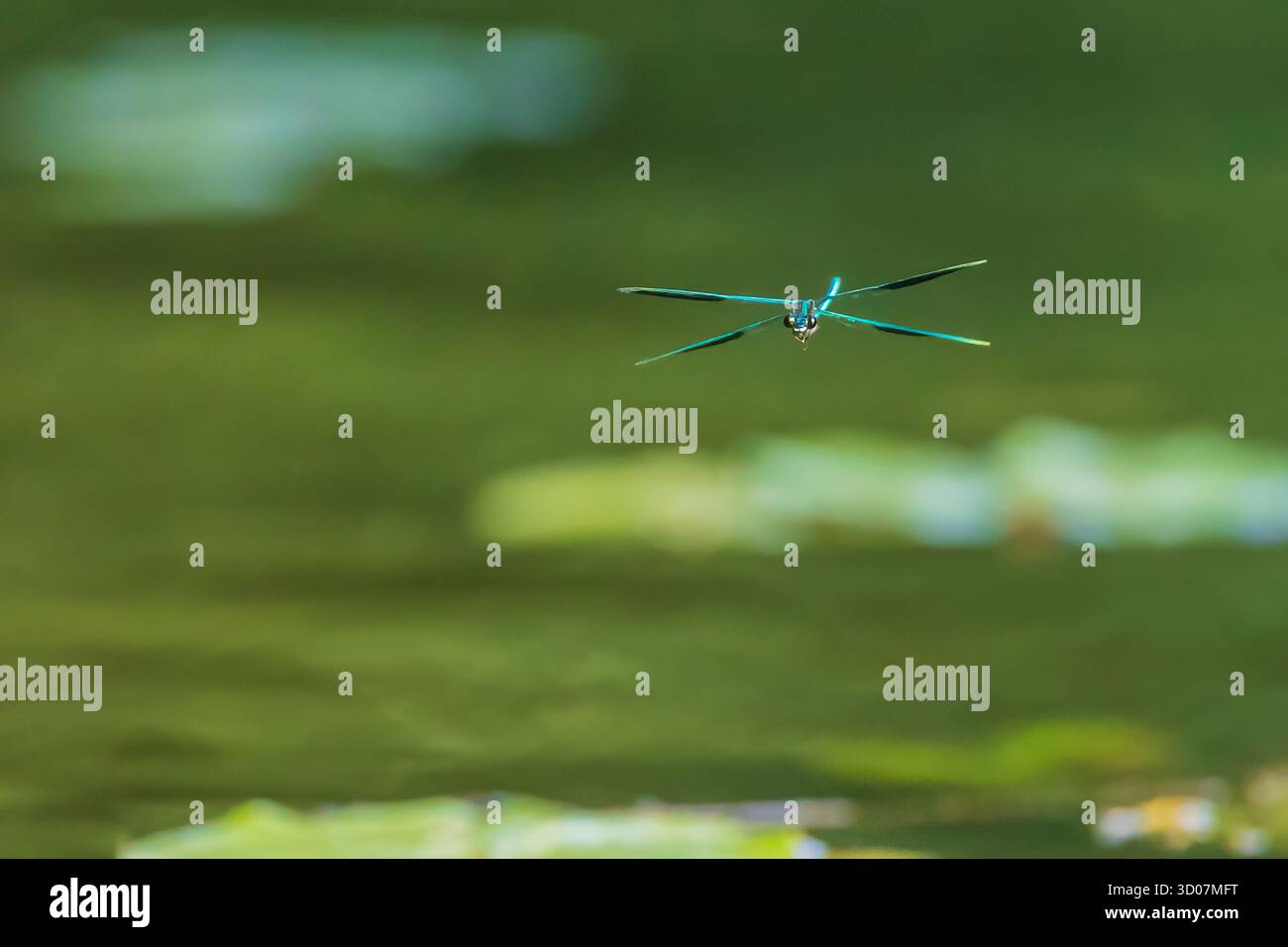 Le demoiselle a banda Dragonfly (Calopteryx Splendens) durante il volo sull'acqua Foto Stock