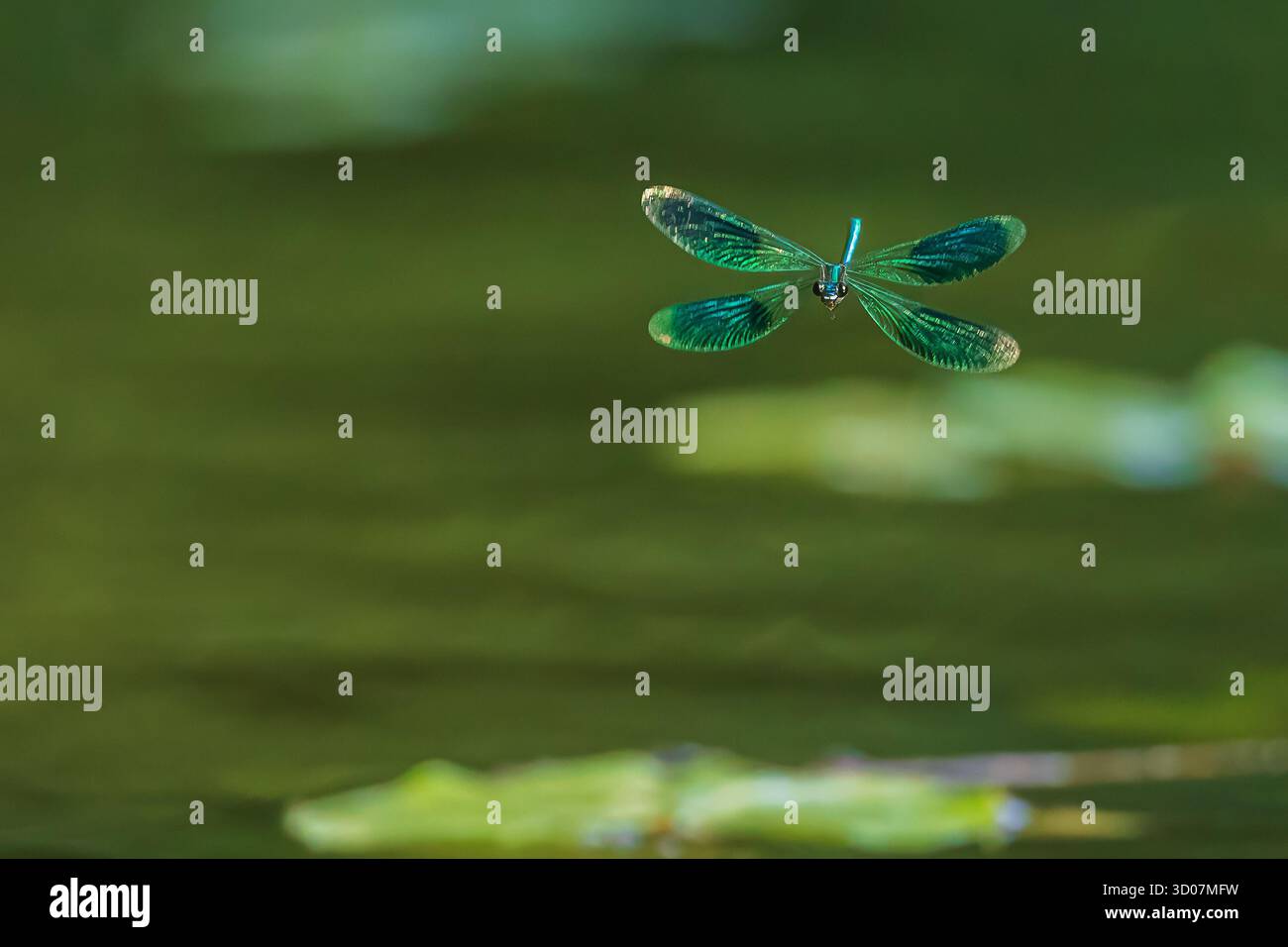 Demoiselle a banda Dragonfly (Calopteryx Splendens) in volo sopra l'acqua Foto Stock