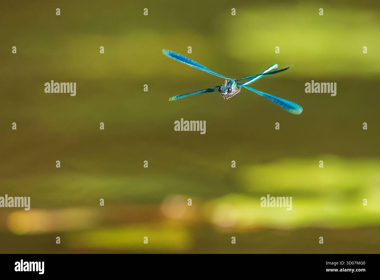 Demoiselle a banda Dragonfly (Calopteryx splendens ) Foto Stock