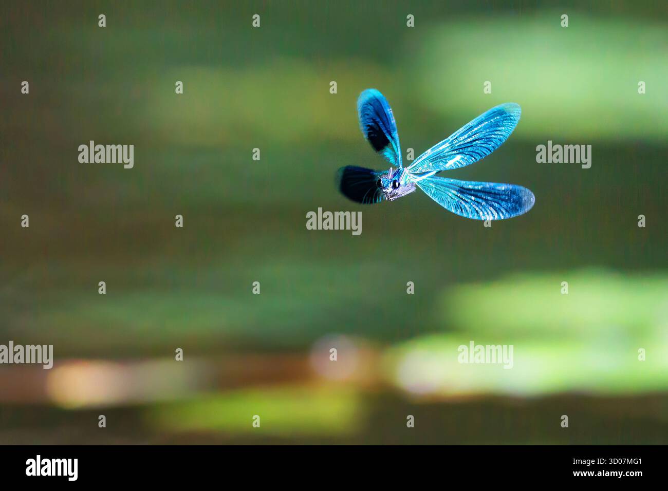 Demoiselle a banda di Dragonfly (Calopteryx splendens) volando sull'acqua del fiume Foto Stock