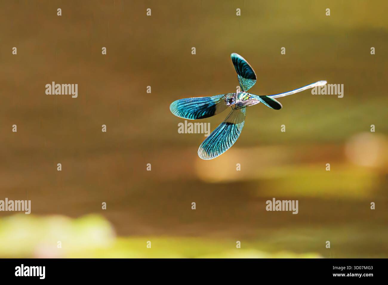 La Dragonfly ha scisso demoiselle (Calopteryx splendens) in volo sul fiume Foto Stock