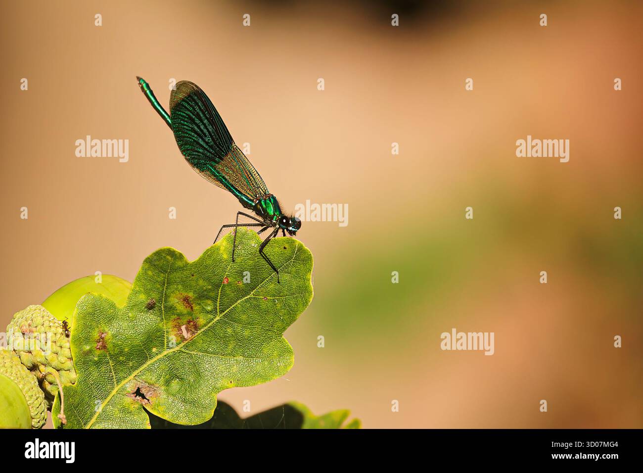 Demoiselle a banda Dragonfly (Calopteryx splendens) su una foglia di quercia con sfondo marrone Foto Stock