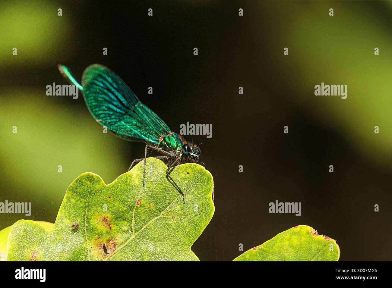 Demoiselle a banda Dragonfly (Calopteryx splendens) su una foglia di quercia Foto Stock