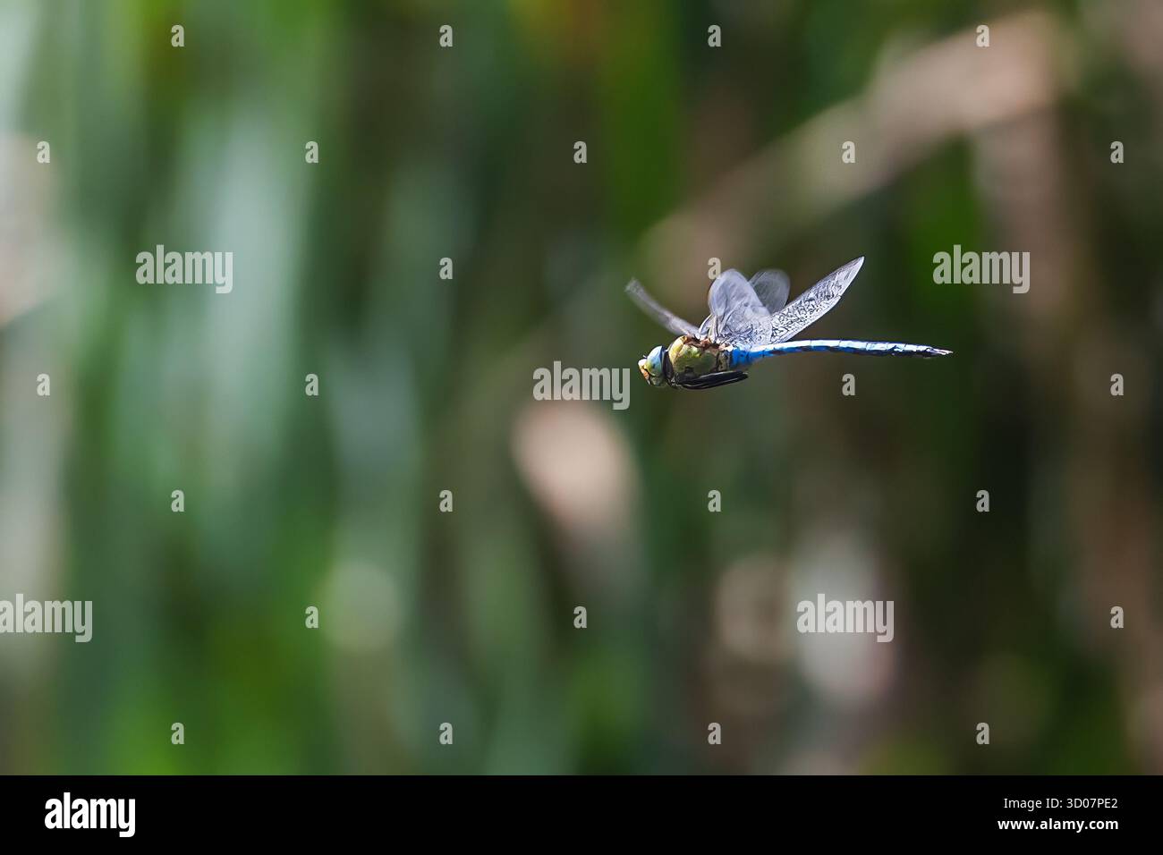 Dragonfly (Orthetrum cancellatum) dettaglio del volo Foto Stock