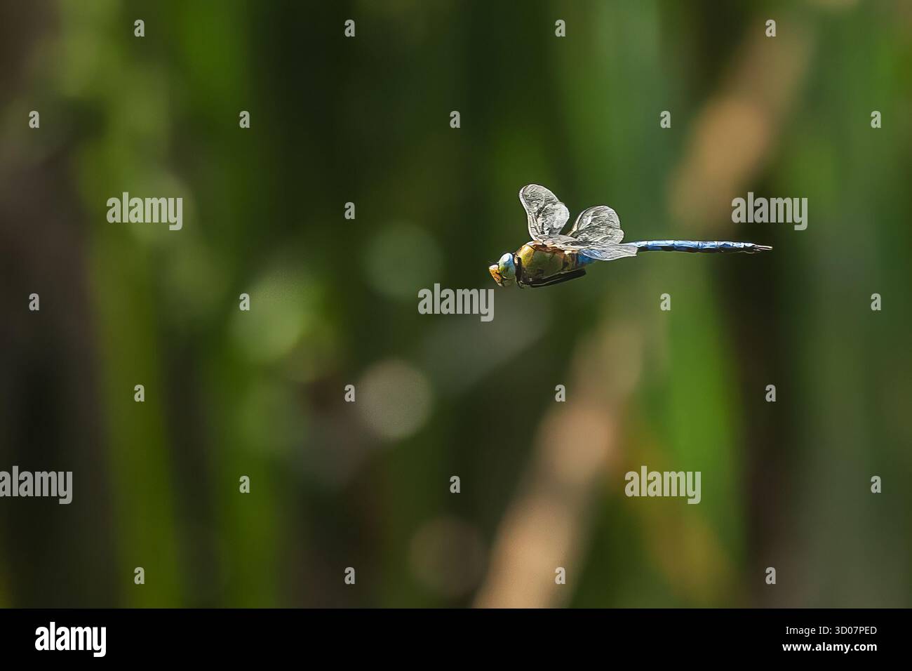 L'imperatore libellula[ o imperatore blu (Anax imperator) dettaglio del volo Foto Stock