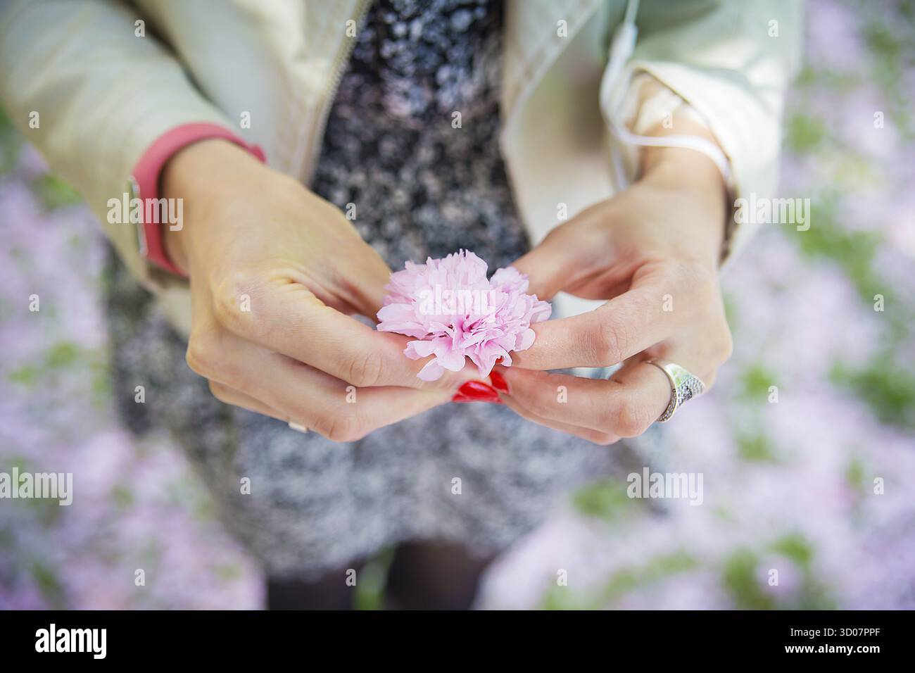 Splendida ciliegia giapponese in fiore - Sakura. Fiori nelle mani delle donne in una giornata primaverile Foto Stock