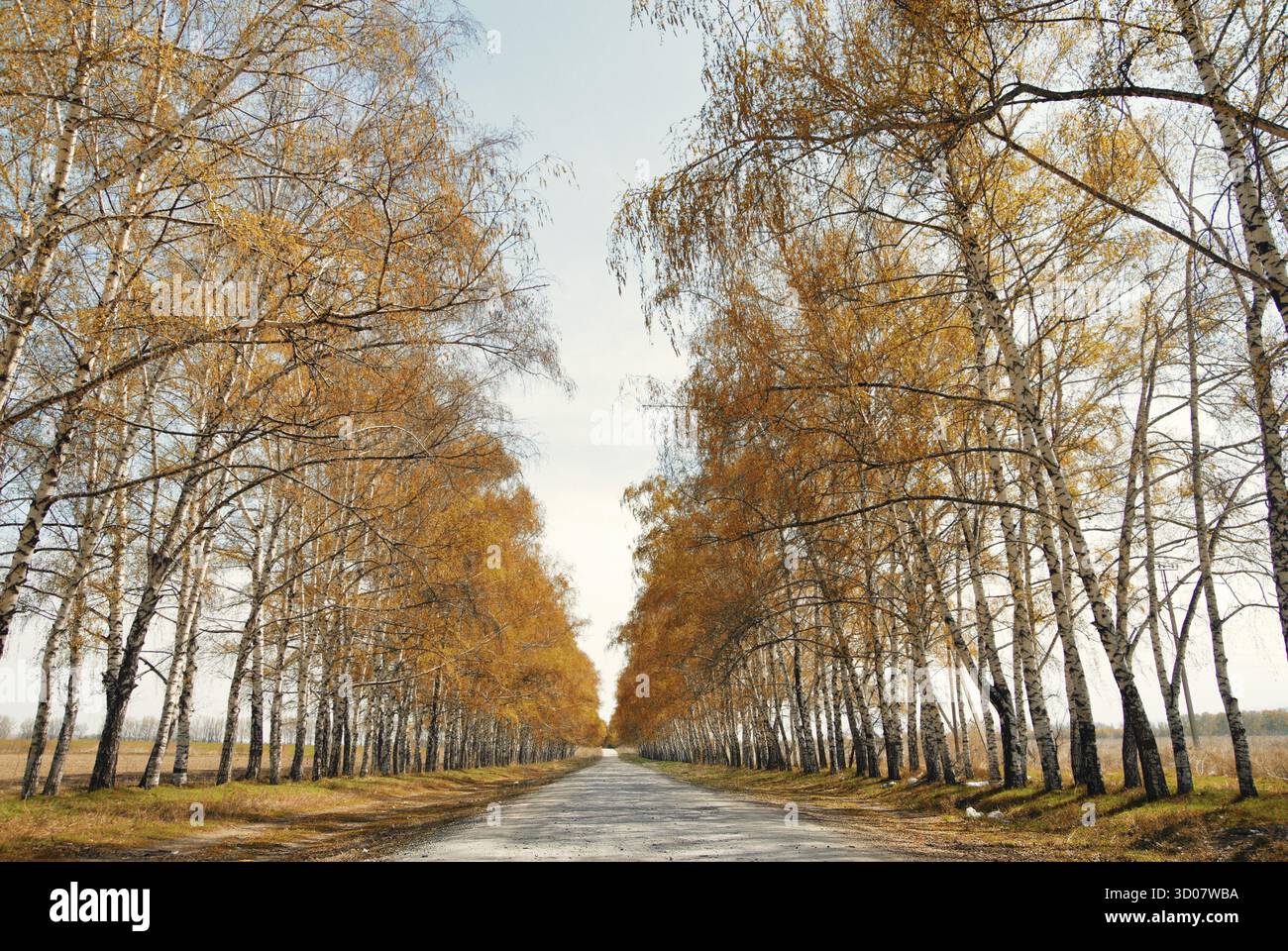 Vista prospettica sulla strada tra gli alberi nel tardo autunno. Luce naturale e colori Foto Stock