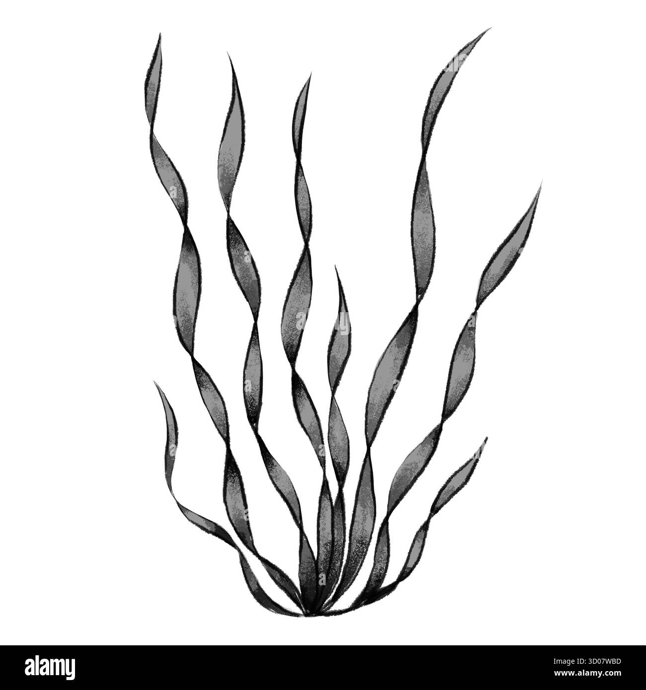 Grafica in bianco e nero di alghe su sfondo bianco. Adatto per la progettazione marina, l'imballaggio, i materiali didattici, le stampe tessili, l'arredamento nautico, e opere d'arte a tema subacqueo. Foto Stock