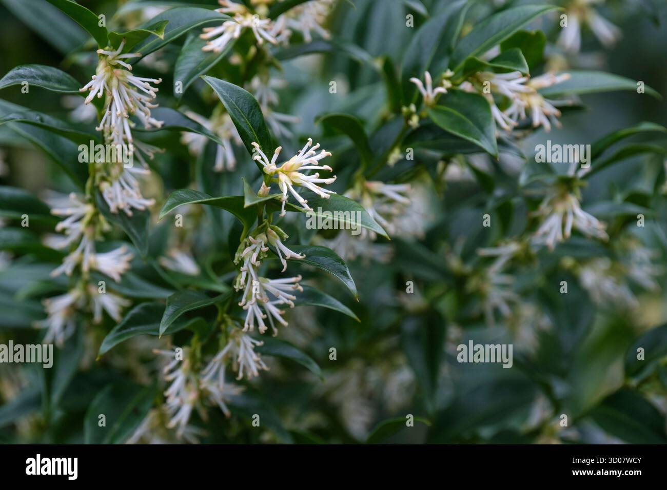 Confusa di sarcococca, scatola dolce, scatola di Natale, verde intenso, foglie di ovate ondulate, fiori bianchi cremosi nel tardo inverno Foto Stock