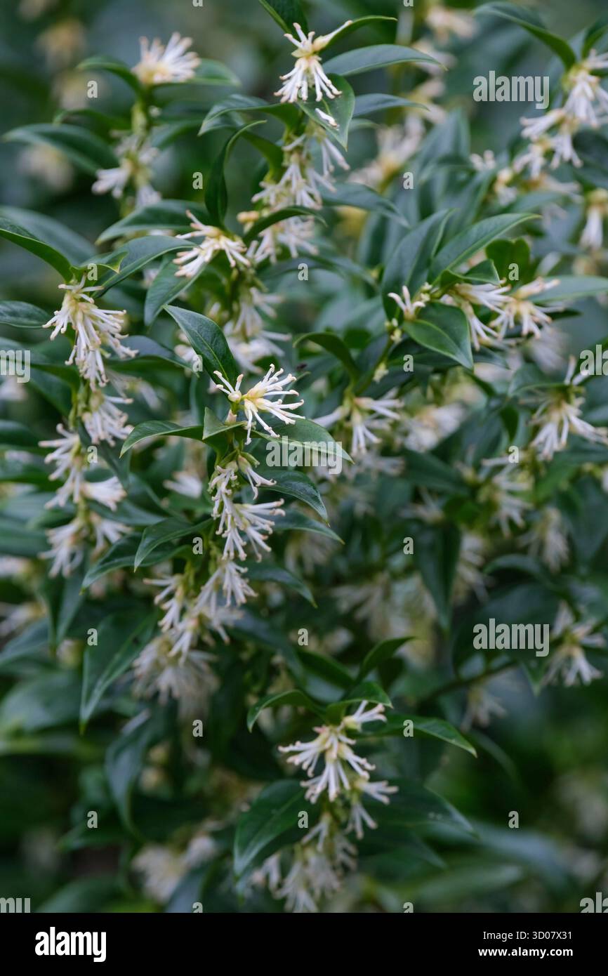 Confusa di sarcococca, scatola dolce, scatola di Natale, verde intenso, foglie di ovate ondulate, fiori bianchi cremosi nel tardo inverno Foto Stock
