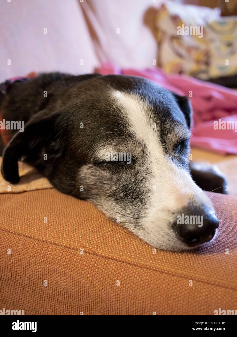 Un cane cerca di prendersi una pausa su un divano come essere umano. Il suo comportamento è simile al nostro. Foto Stock