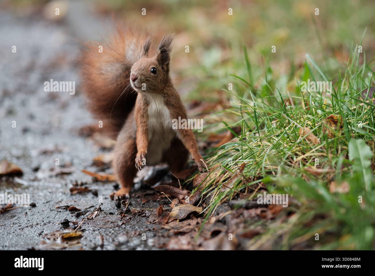 Un curioso scoiattolo rosso che si erge tra asfalto bagnato e erba verde, simboleggia il contrasto tra natura e vita urbana. Foto Stock