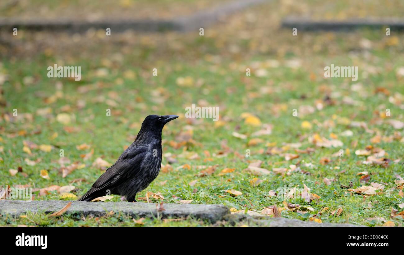 Un corvo solitario sull'erba autunnale con foglie sparse, che simboleggia l'osservazione e la calma della natura. Foto Stock