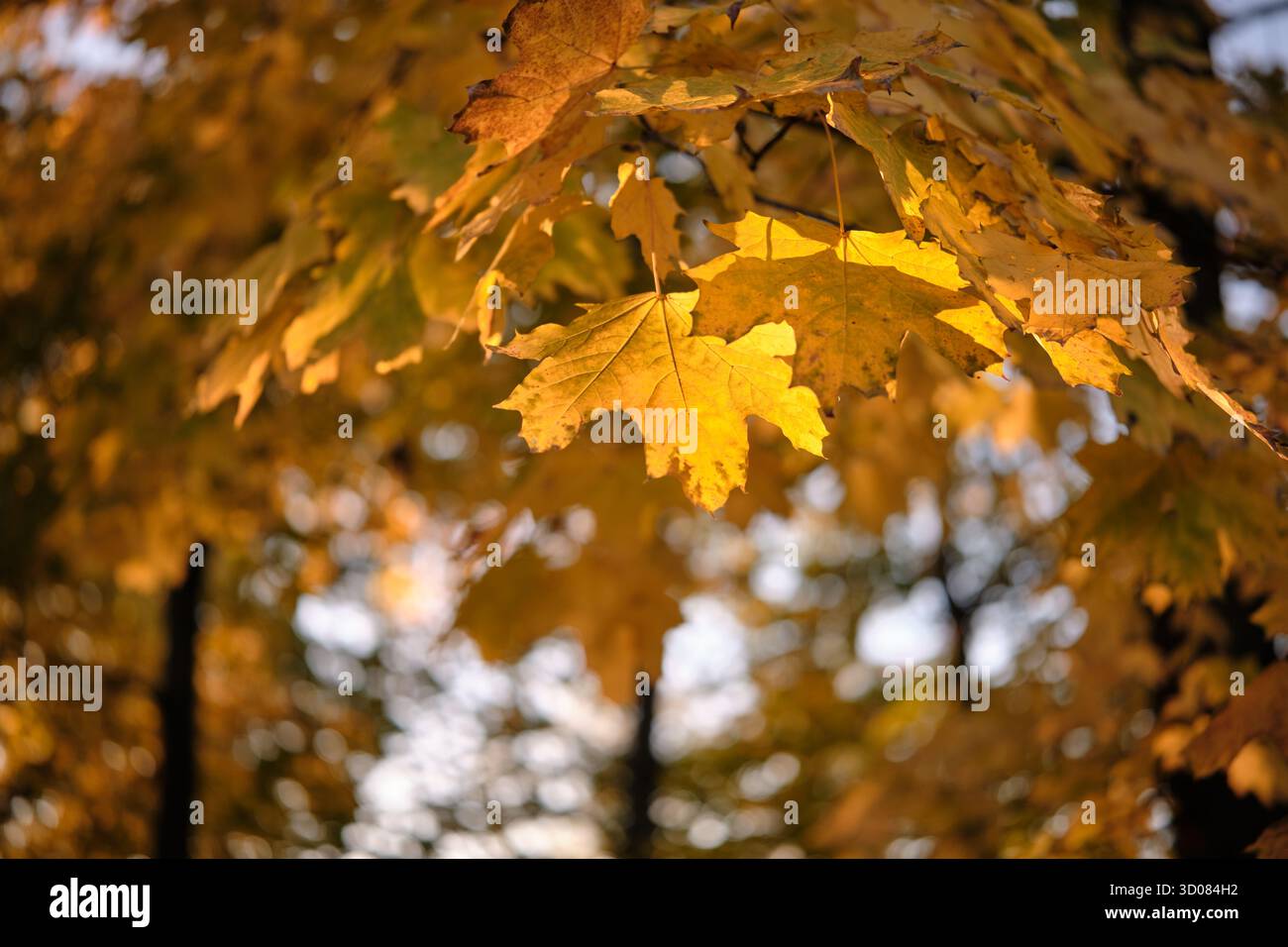 Foglie d'acero dorato illuminate dalla luce del sole in autunno Foto Stock