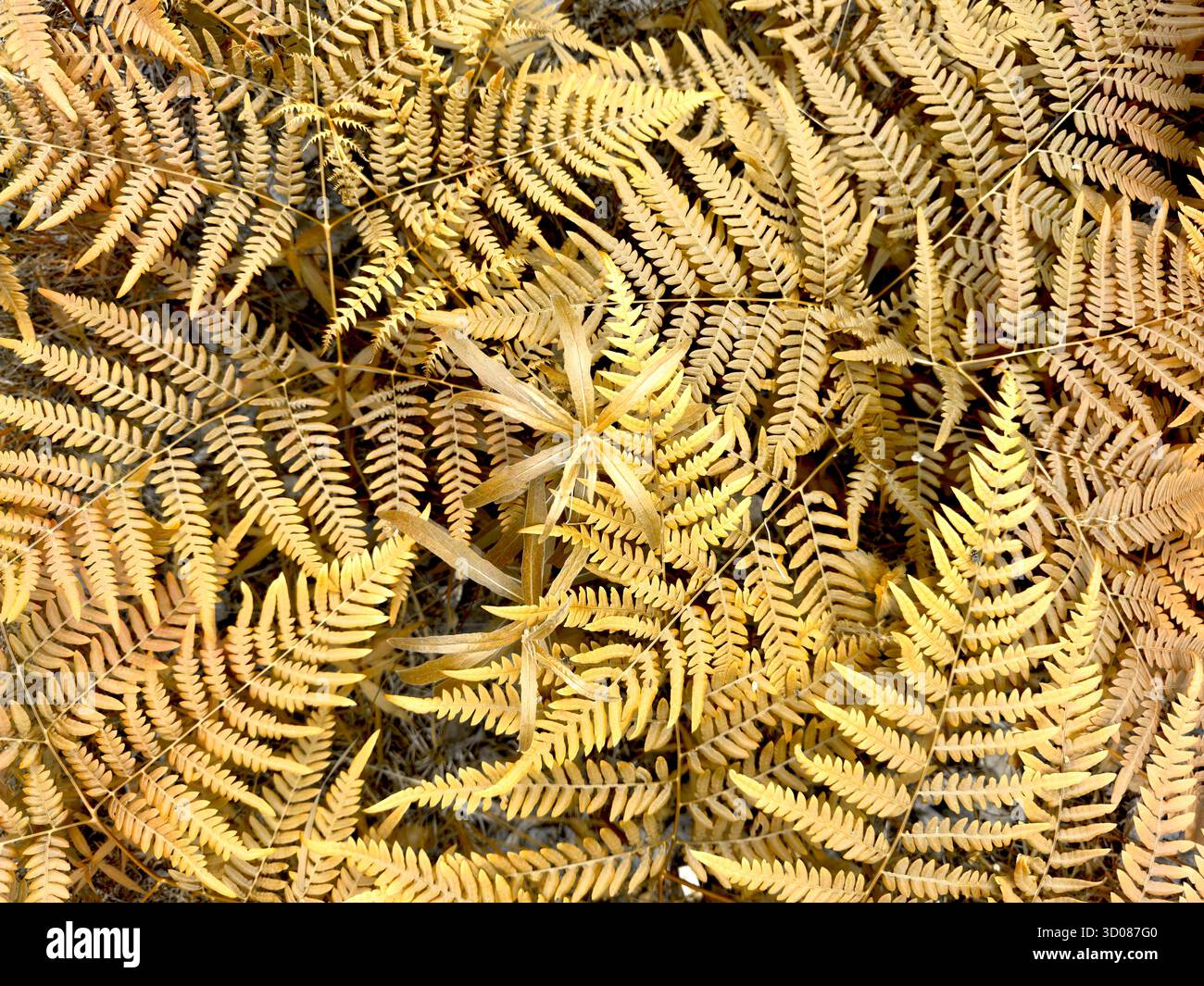 Il fogliame di felce crea uno sfondo autunnale. Le foglie di marrone giallo secco formano un intricato motivo organico sul fondo della foresta, la struttura botanica naturale riflette il golde Foto Stock