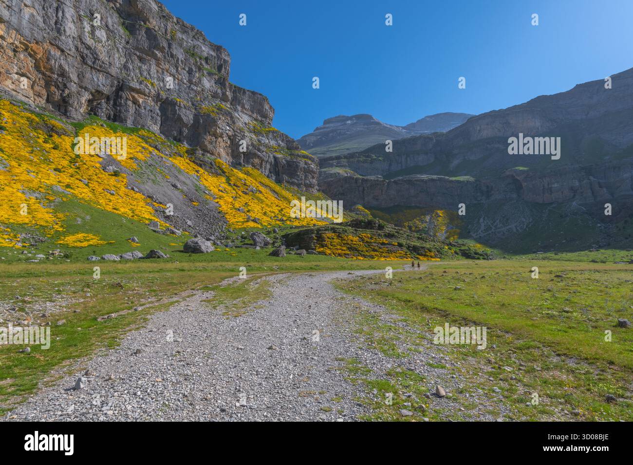 Ordesa Canyon nel Parco Nazionale di Ordesa y Monte Perdido nei Pirenei spagnoli, a metà estate durante la fioritura dell'echinospartum. Tappeto giallo con fiori selvatici. Foto Stock