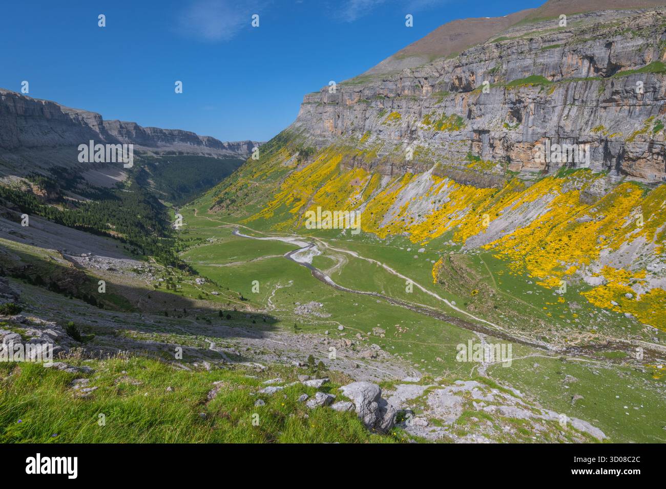 Ordesa Canyon nel Parco Nazionale di Ordesa y Monte Perdido nei Pirenei spagnoli, a metà estate durante la fioritura dell'echinospartum. Tappeto giallo con fiori selvatici. Foto Stock