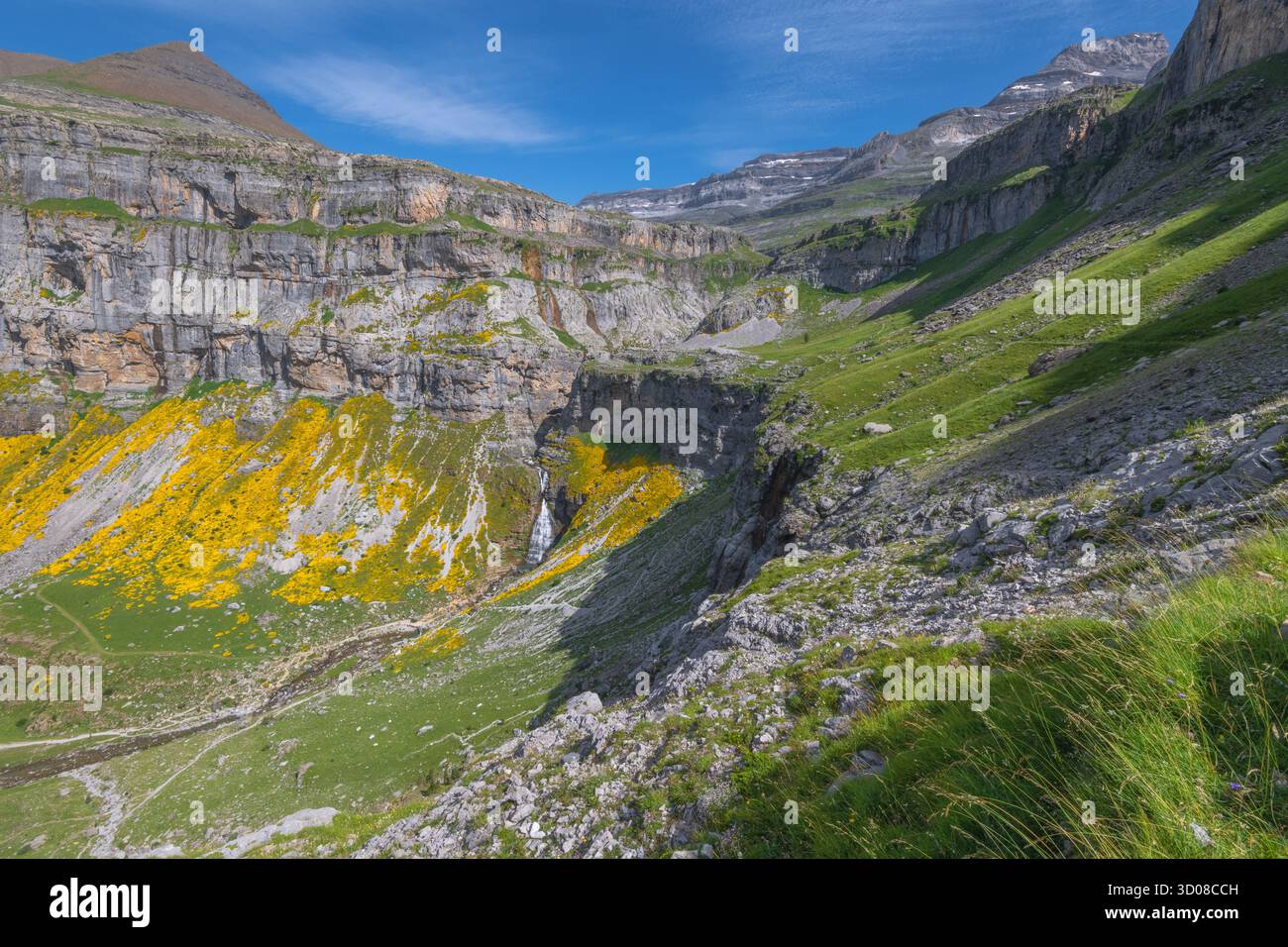 Ordesa Canyon nel Parco Nazionale di Ordesa y Monte Perdido nei Pirenei spagnoli, a metà estate durante la fioritura dell'echinospartum. Tappeto giallo con fiori selvatici. Foto Stock