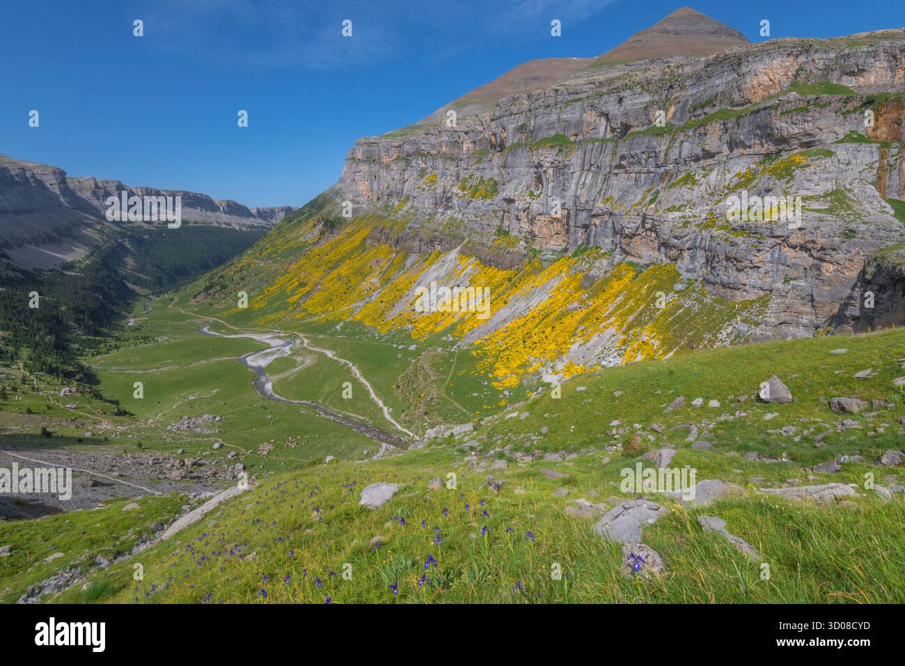 Ordesa Canyon nel Parco Nazionale di Ordesa y Monte Perdido nei Pirenei spagnoli, a metà estate durante la fioritura dell'echinospartum. Tappeto giallo con fiori selvatici. Foto Stock