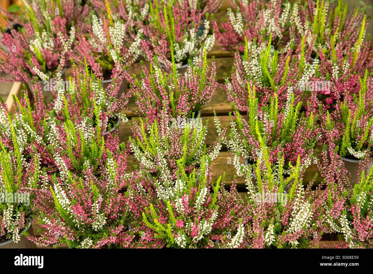 Mappleborough Green Garden Centre Foto Stock