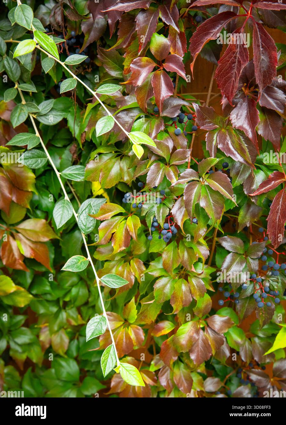 Mappleborough Green Garden Centre Foto Stock