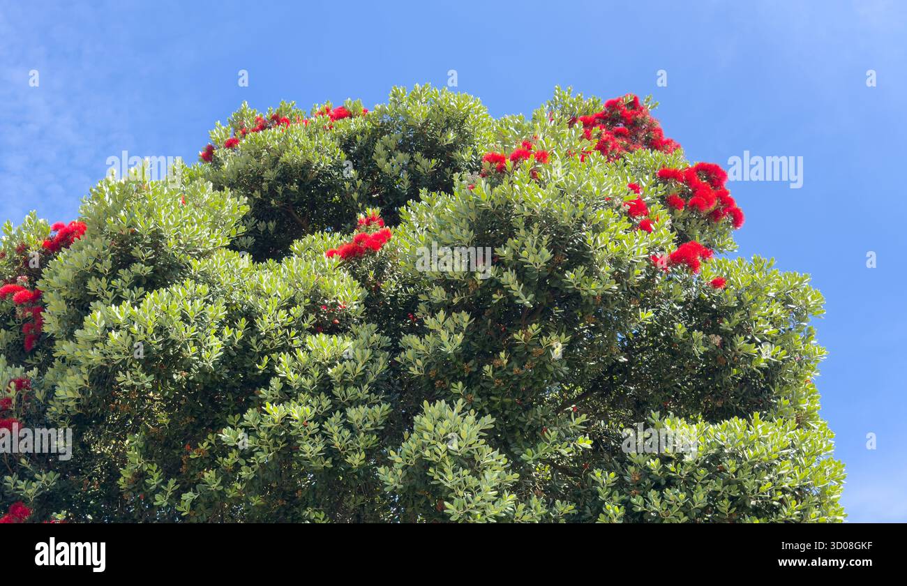 L'albero mostra fioriture rosse vibranti. L'esotico fogliame di Pohutukawa forma una lussureggiante baldacchino in fiore contro il cielo blu, la colorata flora ornamentale porta luminosità Foto Stock