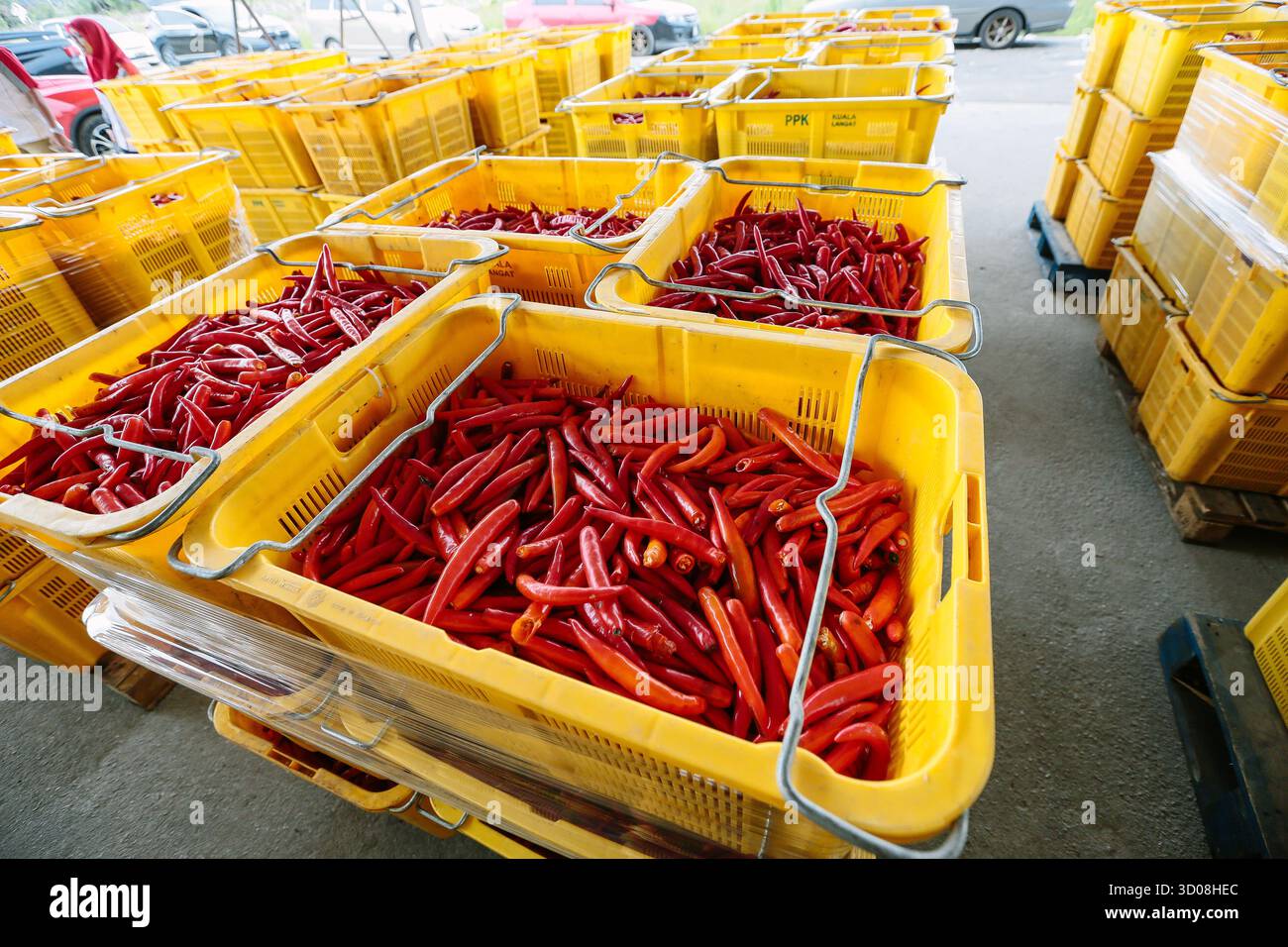 Immagine di alta qualità che mostra i peperoncini rossi appena raccolti ordinatamente conservati in casse di plastica gialle in un centro di raccolta agricola in Malesia. Il Foto Stock