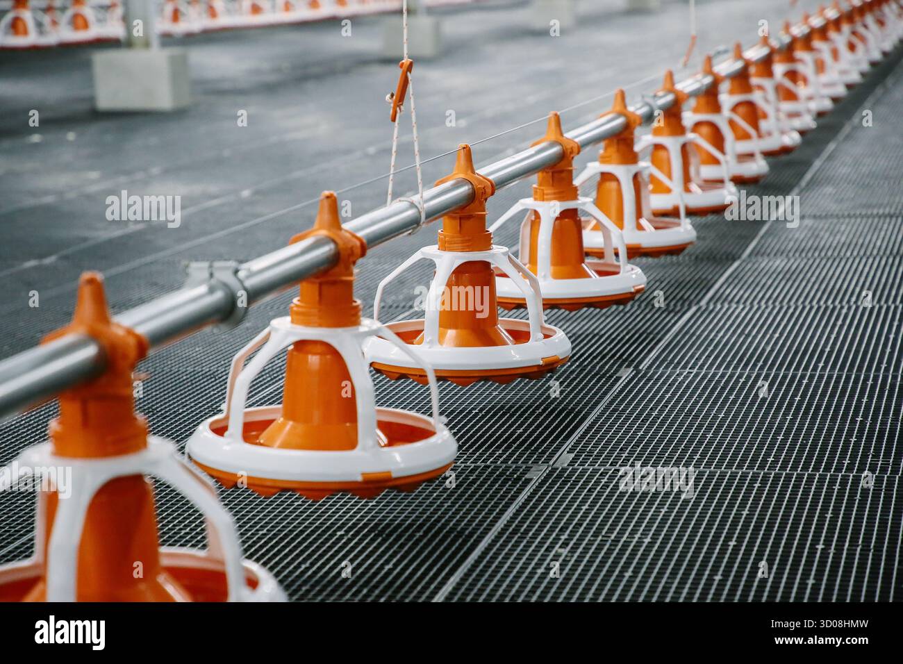 Primo piano di un sistema automatico di alimentazione del pollame all'interno di un moderno allevamento di polli. I vassoi di alimentazione arancioni e bianchi sono allineati correttamente lungo un tubo metallico Foto Stock