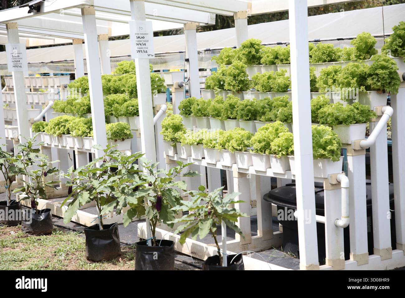 Un moderno sistema di coltivazione idroponica con file di lattuga verde fresca che crescono in tubi in PVC bianco sotto una tettoia protettiva. Sotto, melanzane Foto Stock