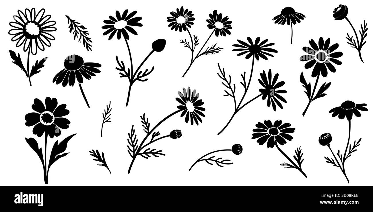 Elegante set vettoriale di silhouette in camomilla (Matricaria chamomilla) in bianco e nero, perfetto per design, arredamento e cosmetici naturali. Illustrazione Vettoriale