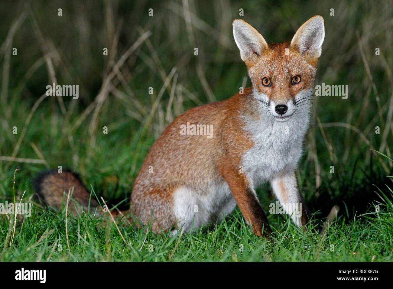 FOX (Vulpes vulpes) seduta in un campo di notte, Regno Unito. Foto Stock