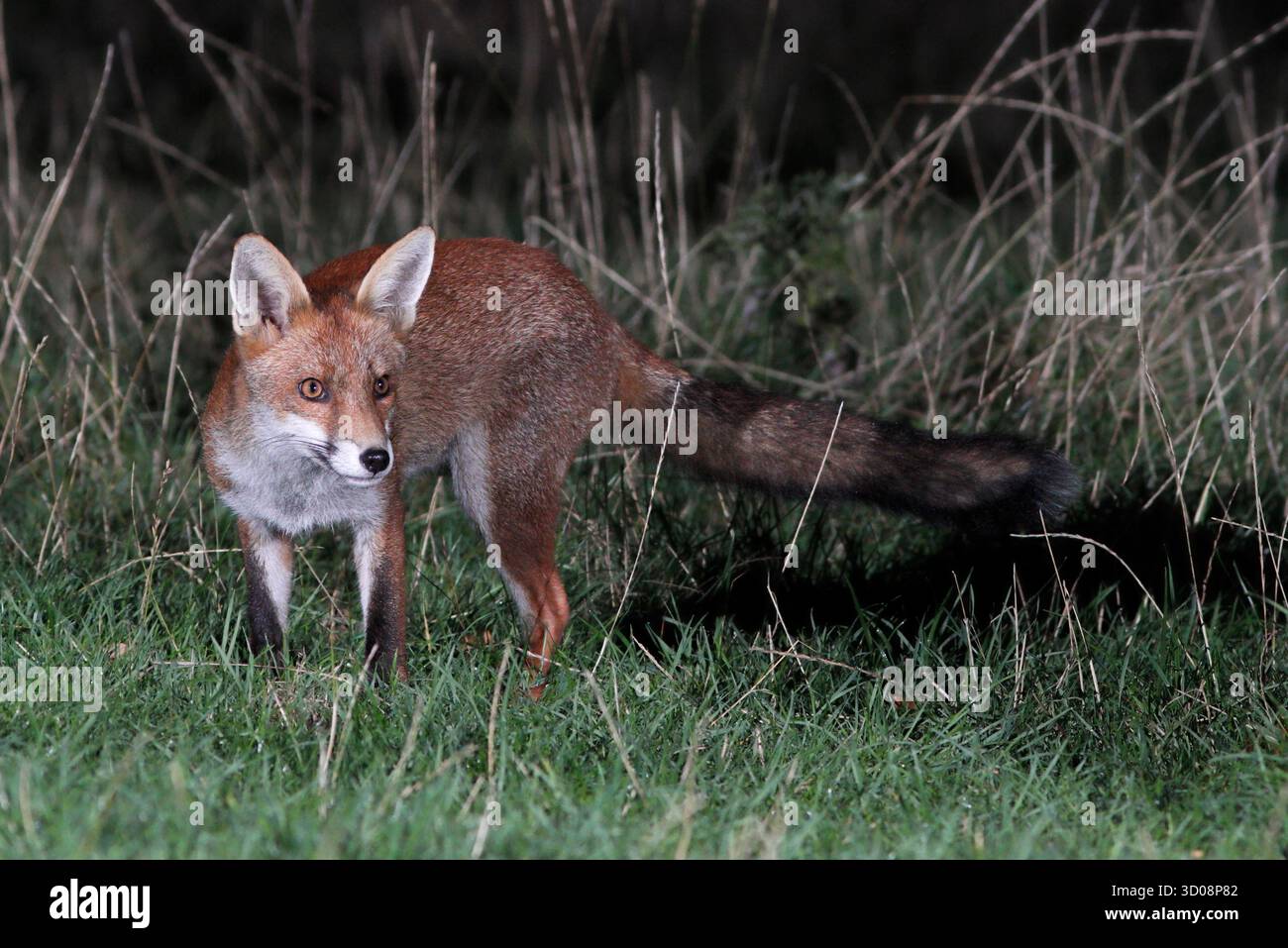 FOX (Vulpes vulpes) che forgia in un campo di notte, Regno Unito. Foto Stock